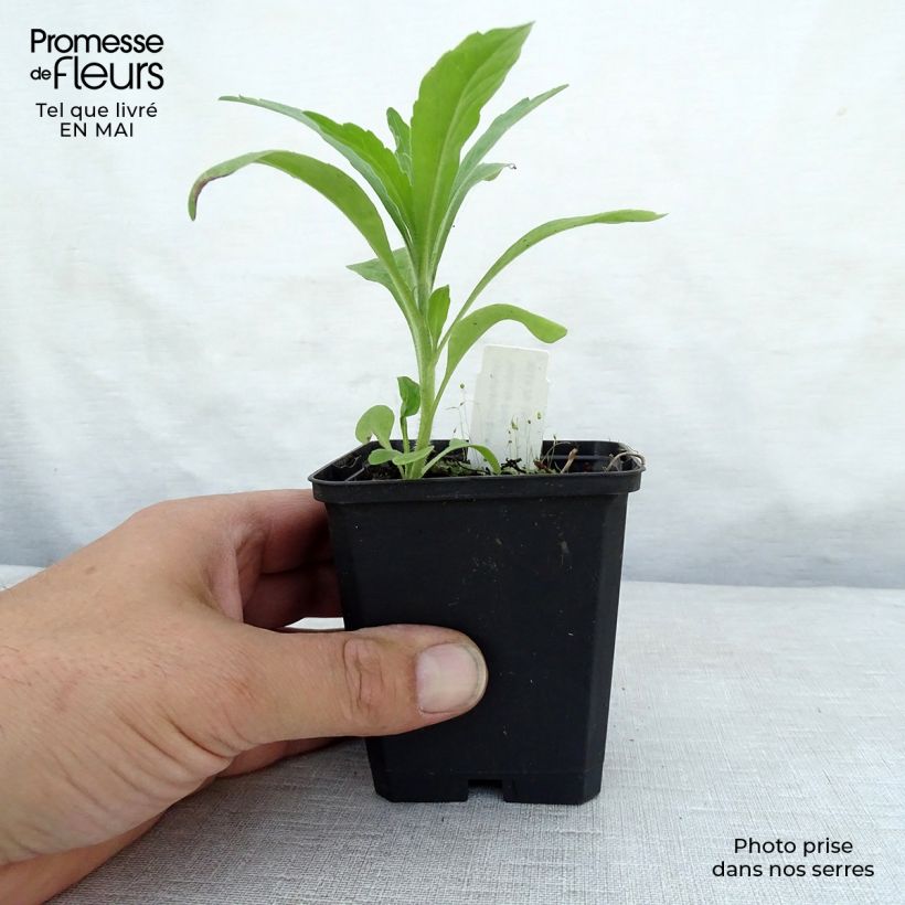 Spécimen de Consoude à grandes fleurs - Symphytum Hidcote Pink Godet de 9cm tel que livré au printemps