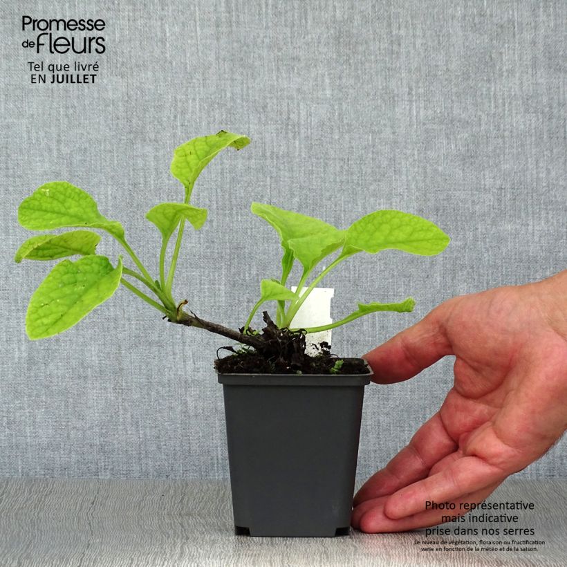 Spécimen de Consoude à grandes fleurs - Symphytum Hidcote Pink Godet de 8/9 cm tel que livré en été