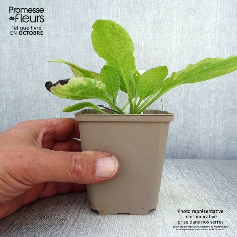 Spécimen de Consoude à grandes fleurs - Symphytum Sky Blue Pink Godet de 8/9 cm tel que livré en automne