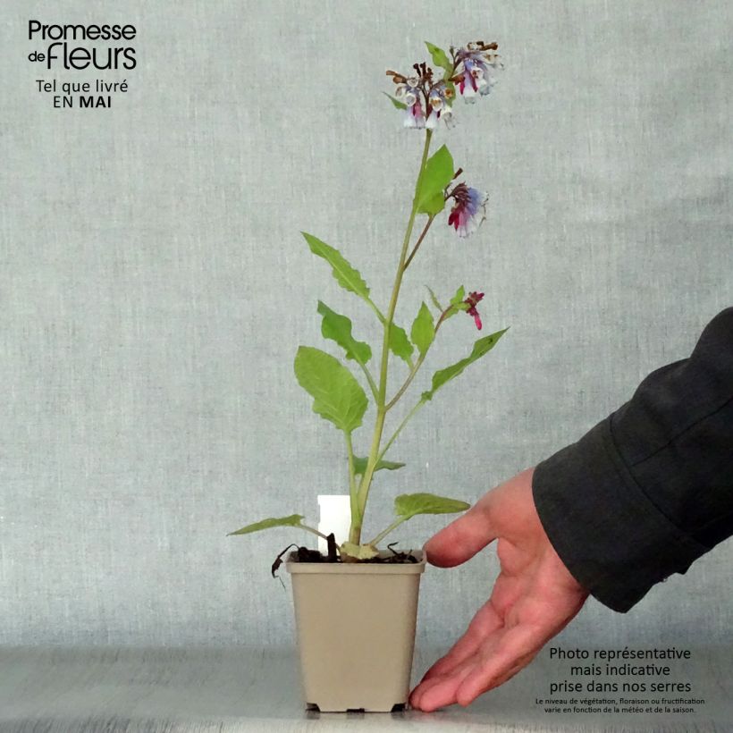 Spécimen de Consoude à grandes fleurs - Symphytum Sky Blue Pink Godet de 9cm tel que livré au printemps