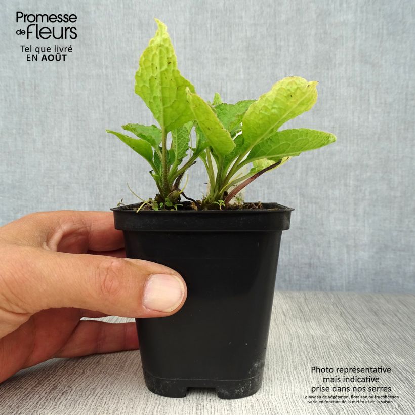 Spécimen de Consoude à grandes fleurs - Symphytum grandiflorum Godet de 8/9 cm tel que livré en été