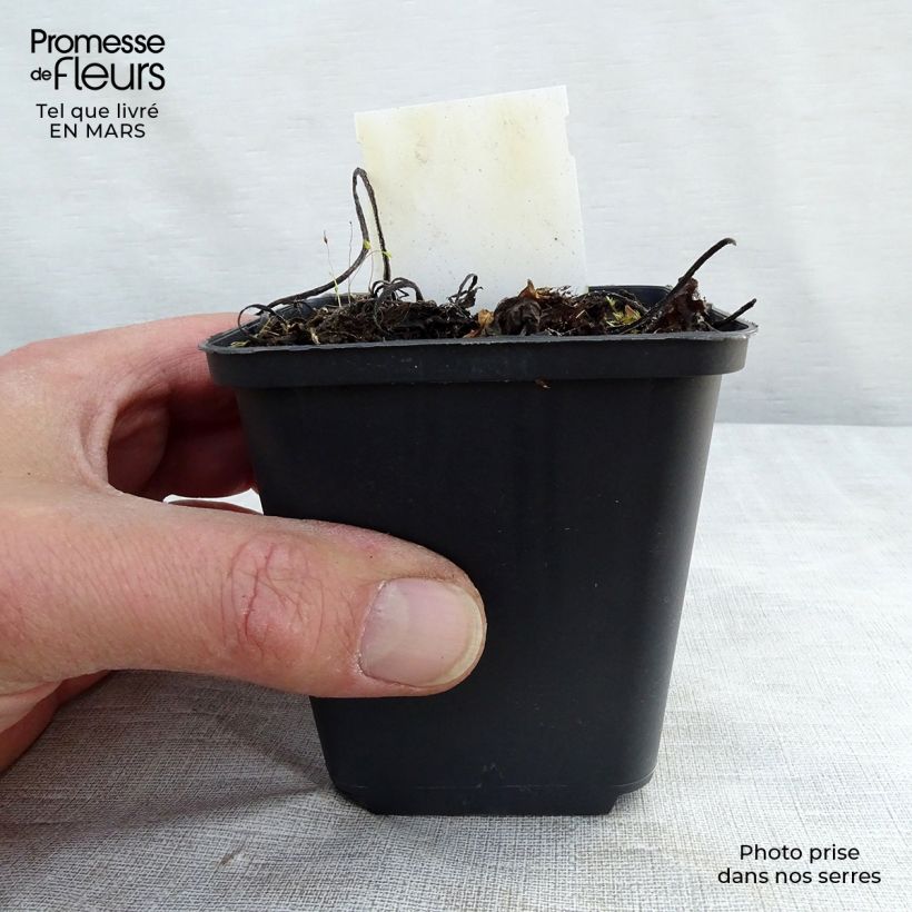 Spécimen de Consoude à grandes fleurs - Symphytum grandiflorum Godet de 9cm tel que livré au printemps