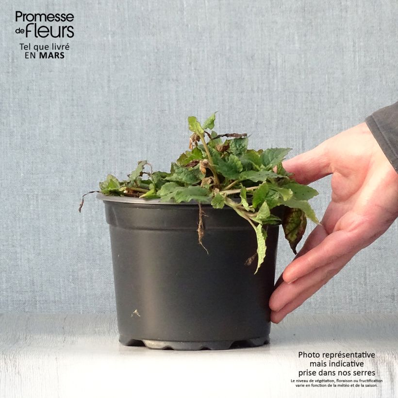 Spécimen de Consoude à grandes fleurs - Symphytum grandiflorum Pot de 2L/3L tel que livré au printemps