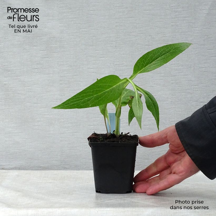 Spécimen de Consoude officinale - Symphytum officinale en godet de 9 cm tel que livré au printemps