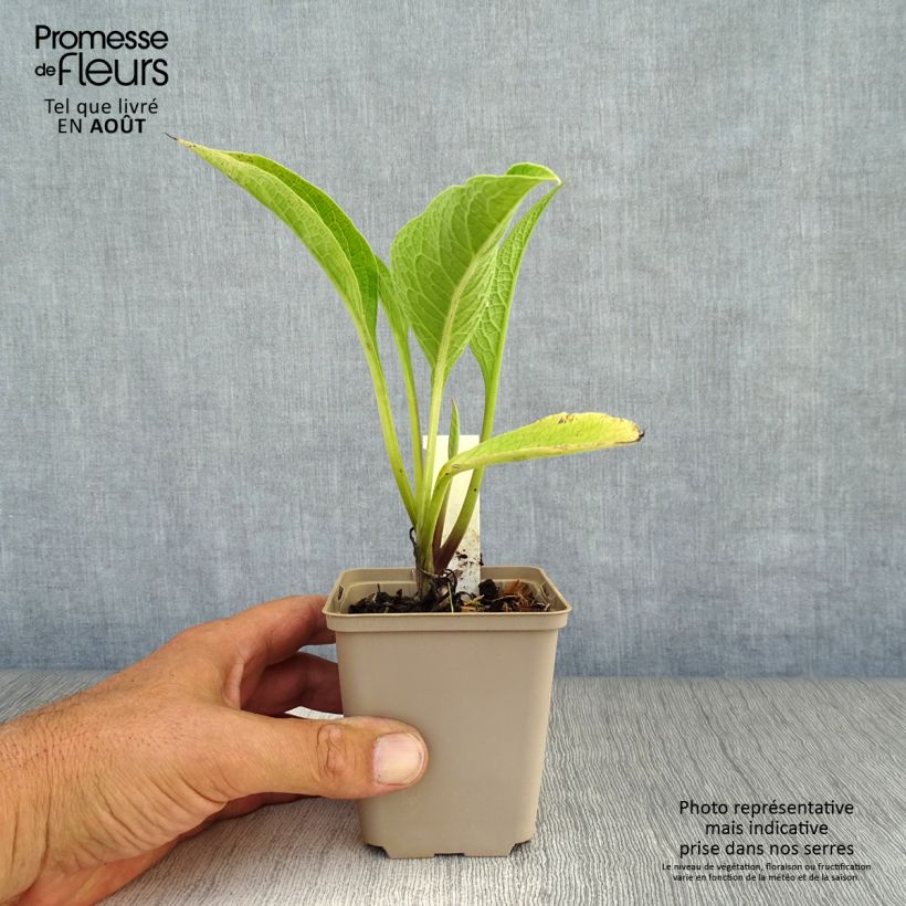 Spécimen de Consoude rouge  - Symphytum rubrum Godet de 8/9 cm tel que livré en été