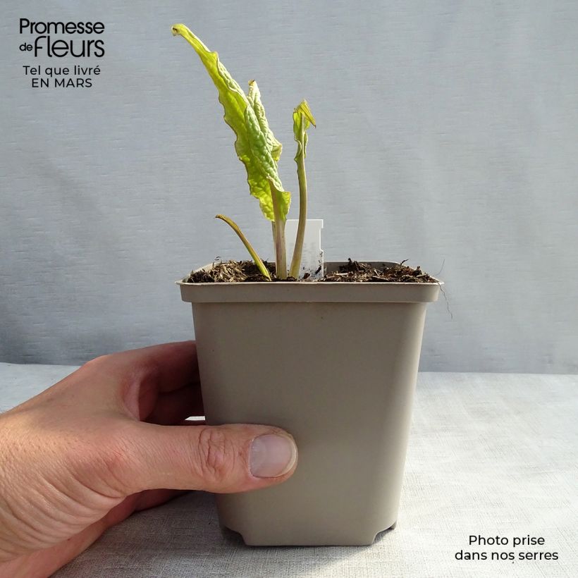 Spécimen de Consoude rouge  - Symphytum rubrum Godet de 9cm tel que livré au printemps