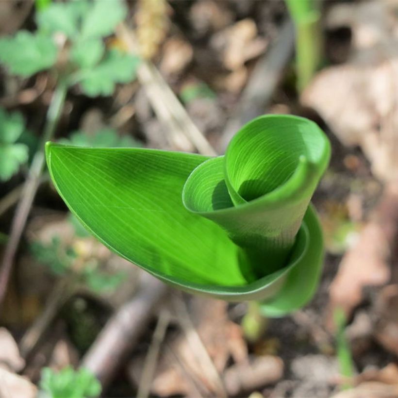 Convallaria majalis Flore Pleno - Muguet à fleurs doubles (Feuillage)