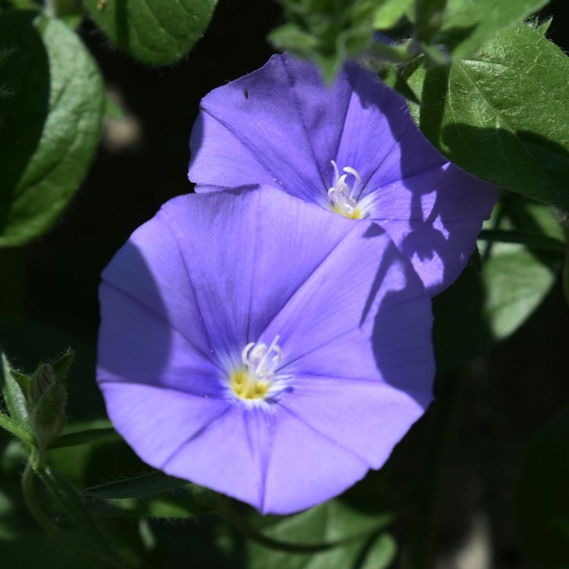 Convolvulus New Blue Moon - Liseron de Mauritanie (Floraison)