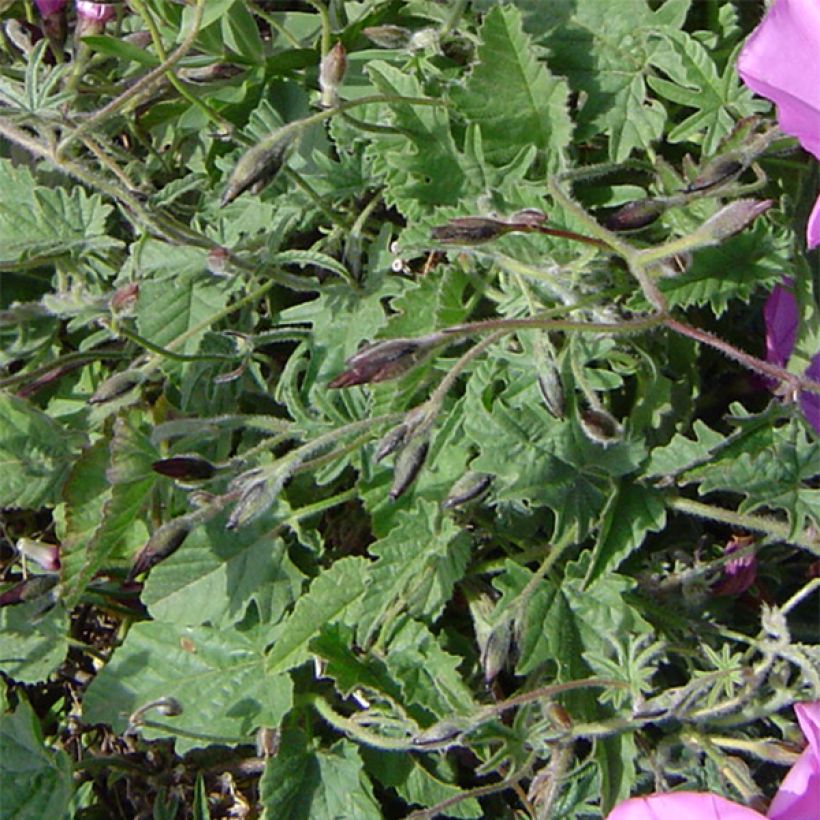 Convolvulus althaeoides - Liseron de Provence (Feuillage)