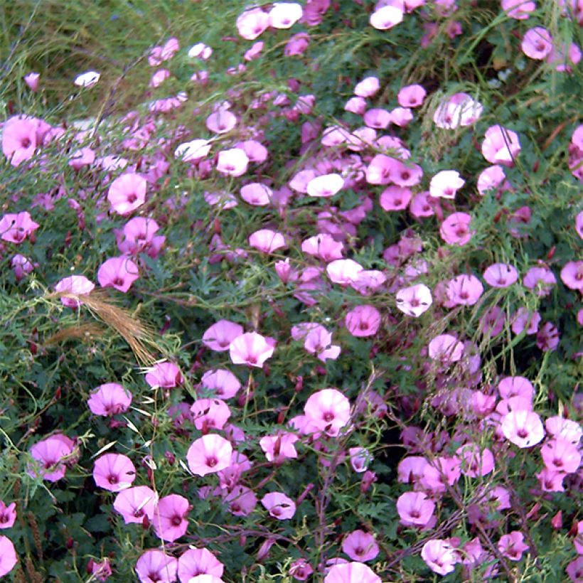 Convolvulus althaeoides - Liseron de Provence (Floraison)