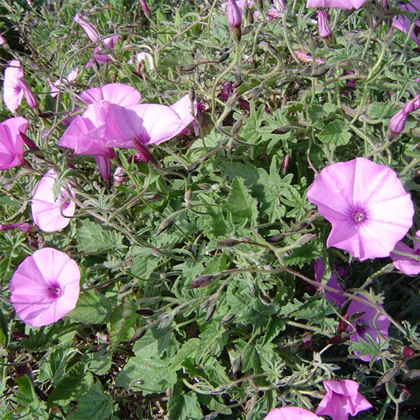 Convolvulus althaeoides - Liseron de Provence (Port)