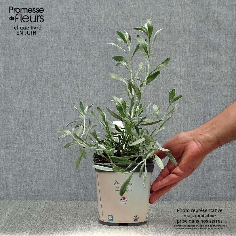 Spécimen de Convolvulus cneorum - Liseron argenté Pot de 2L/3L tel que livré en été