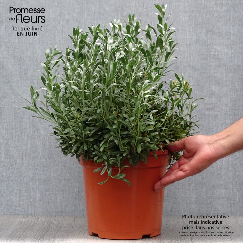 Spécimen de Convolvulus cneorum - Liseron argenté Pot de 7,5L/10L tel que livré en été