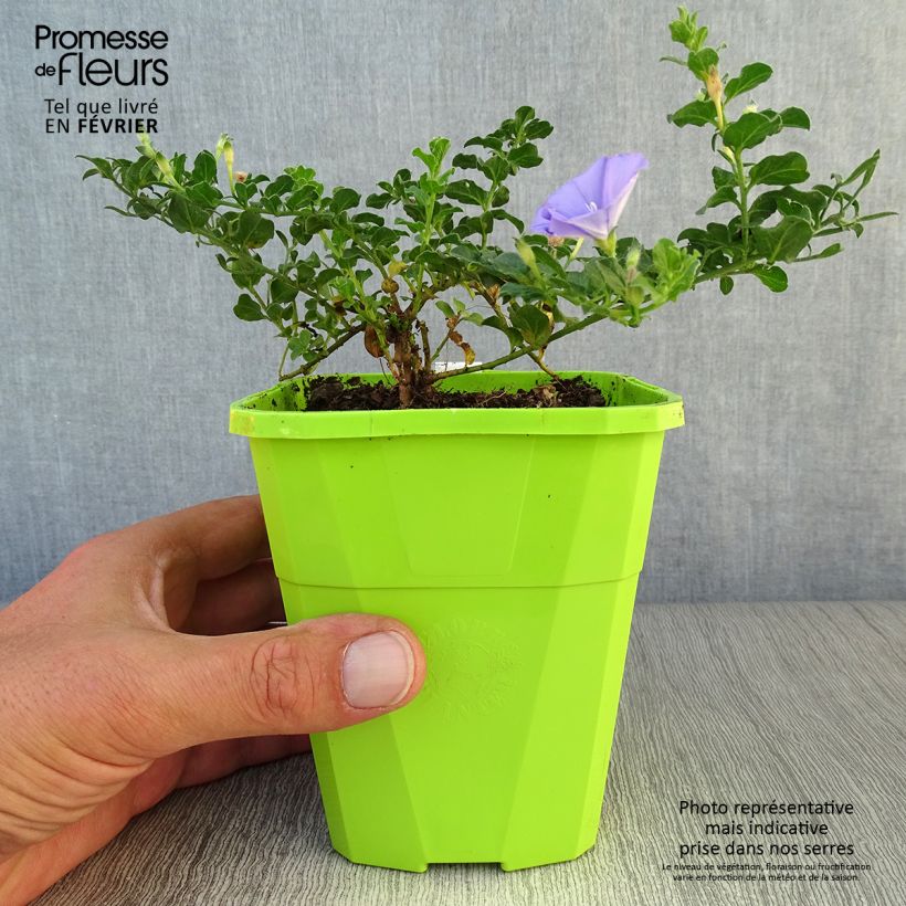 Spécimen de Convolvulus sabatius Moroccan Beauty Pot de 1L/1,5L tel que livré en automne