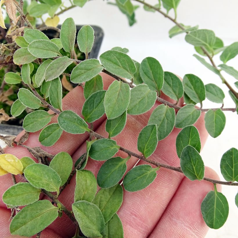 Convolvulus sabatius - Liseron de Mauritanie (Feuillage)