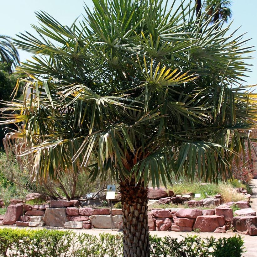 Copernicia alba - Palmier d'Argentine, Caranday (Port)