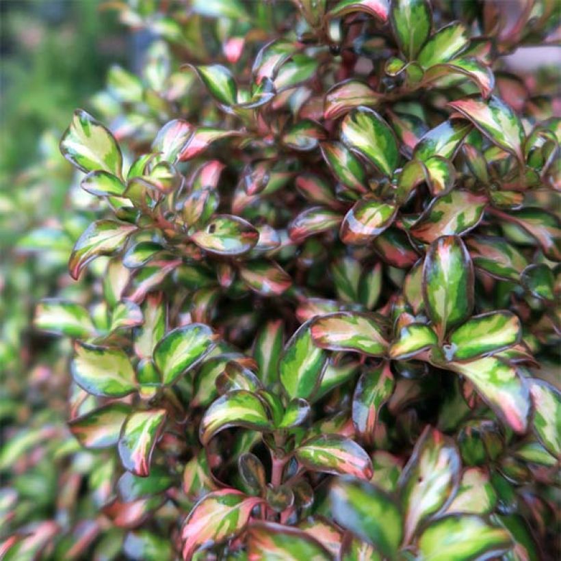 Coprosma Evening Glow (Feuillage)