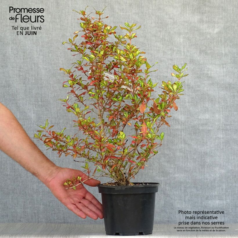 Spécimen de Coprosma Evening Glow Pot de 2L/3L tel que livré en été