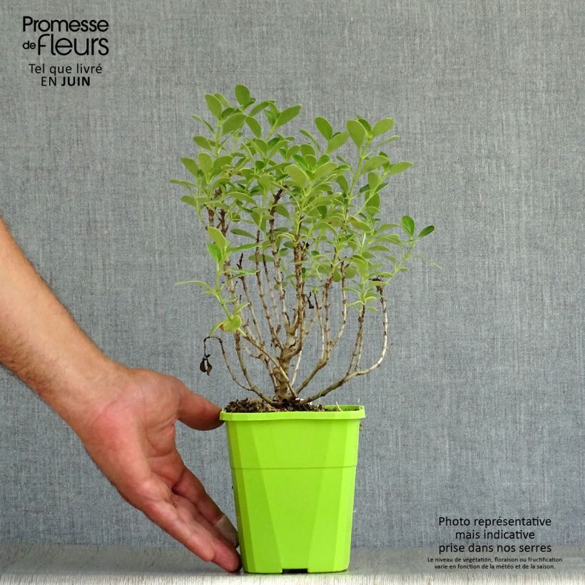 Spécimen de Coprosma Mini Mac - Plante miroir Pot de 1L/1,5L tel que livré en été
