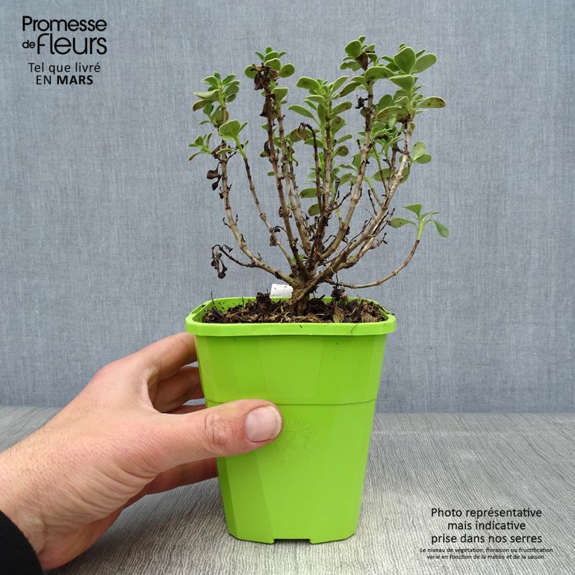 Spécimen de Coprosma Mini Mac - Plante miroir Pot de 1L/1,5L tel que livré au printemps