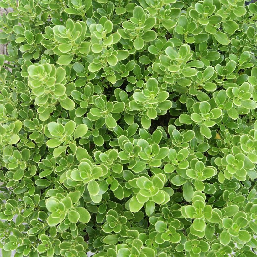 Coprosma Mini Mac - Plante miroir (Feuillage)