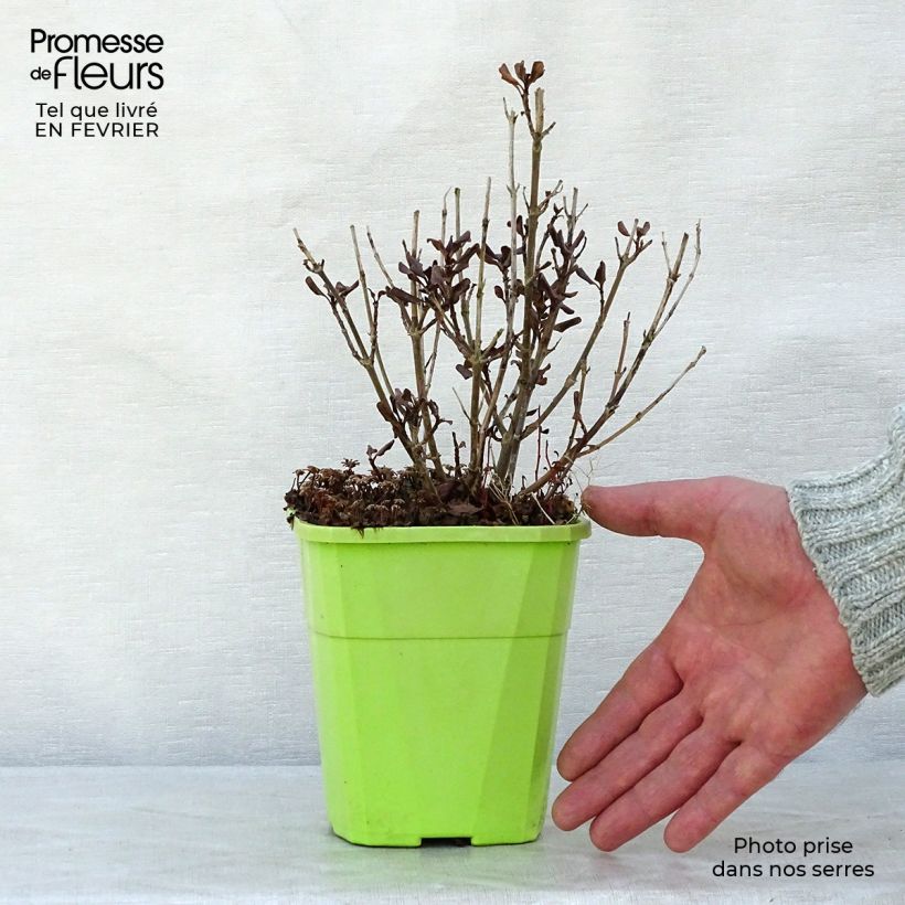 Spécimen de Coprosma Pacific Night Pot de 1L/1,5L tel que livré en hiver