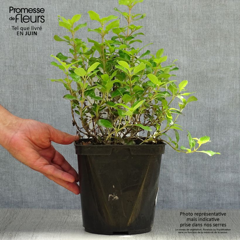 Spécimen de Coprosma Pina colada - Plante miroir Pot de 3L/4L tel que livré en été