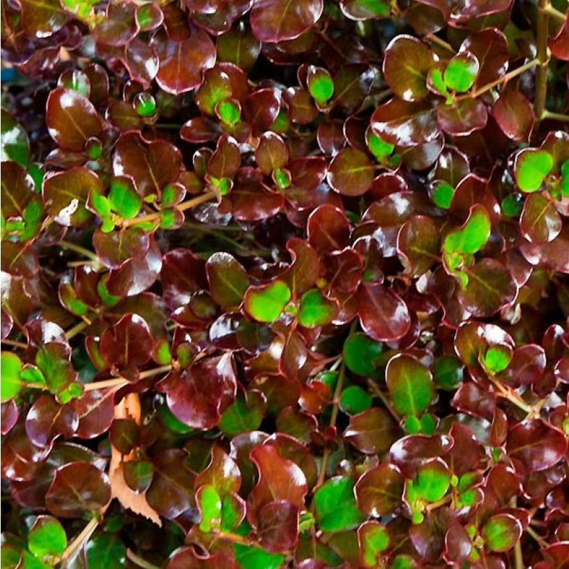 Coprosma Pacific Night (Feuillage)