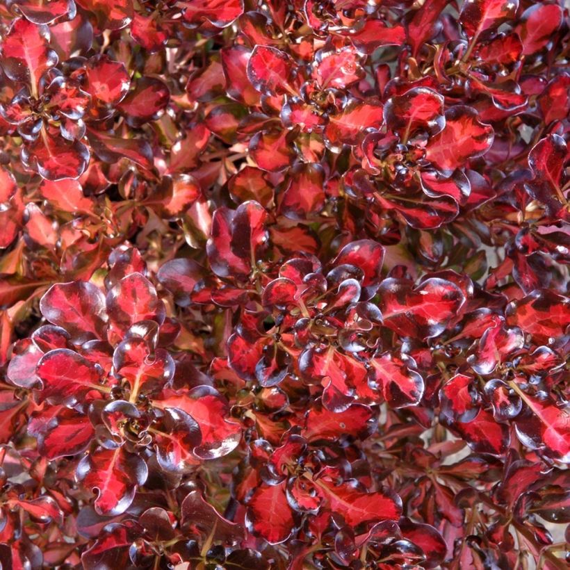 Coprosma Pacific Sunset (Feuillage)