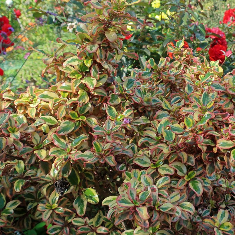 Coprosma repens Pink Splendor (Feuillage)