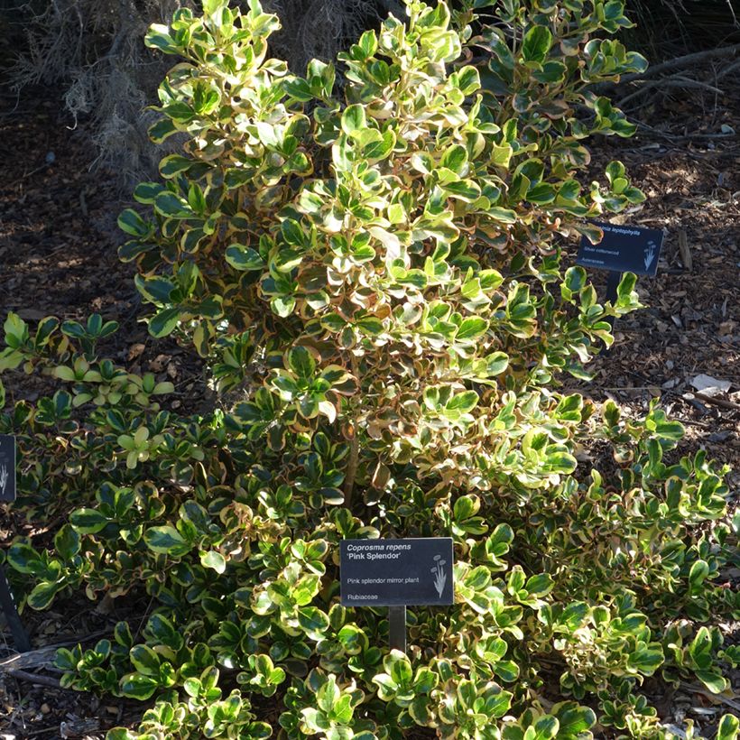 Coprosma repens Pink Splendor (Port)