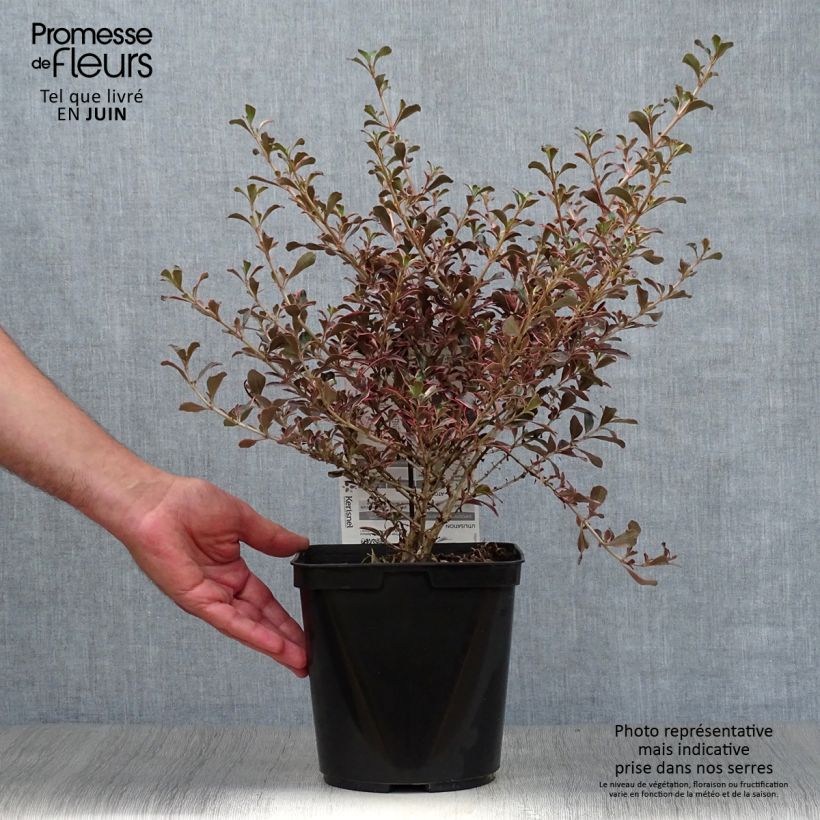 Spécimen de Coprosma (x) repens Fire Burst Pot de 3L/4L tel que livré en été