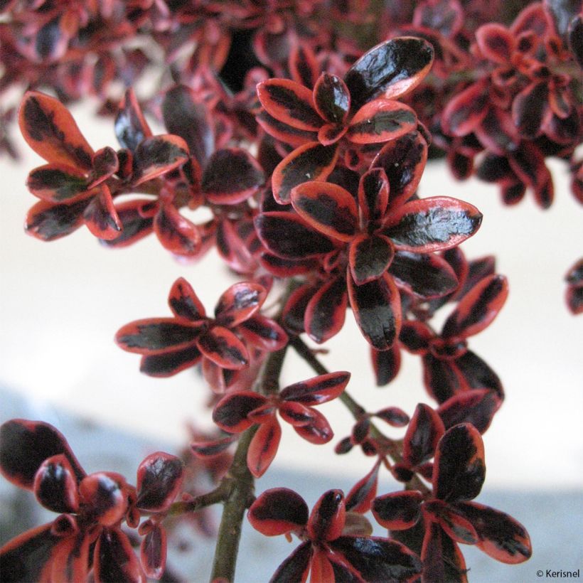 Coprosma (x) repens Fire Burst (Feuillage)