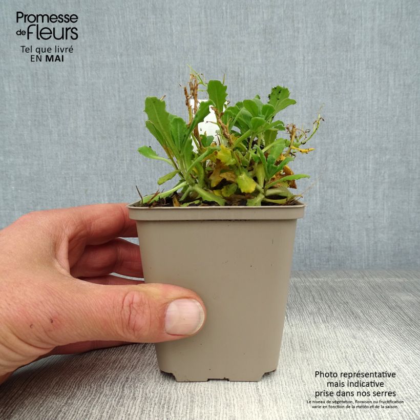 Spécimen de Corbeille d Argent, Arabis Caucasica Bakkely Godet de 9cm tel que livré au printemps
