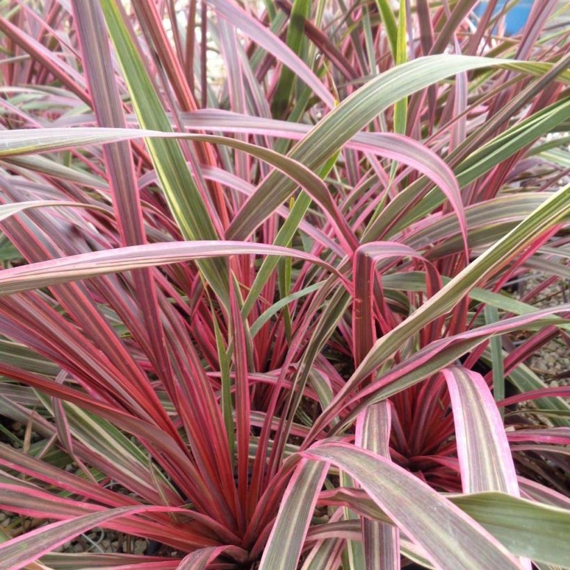 Cordyline Can Can (Feuillage)