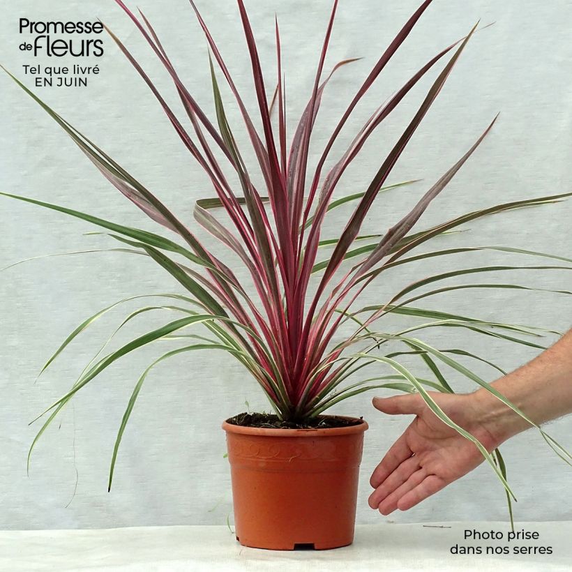 Example of Cordyline Can Can as you get in ete