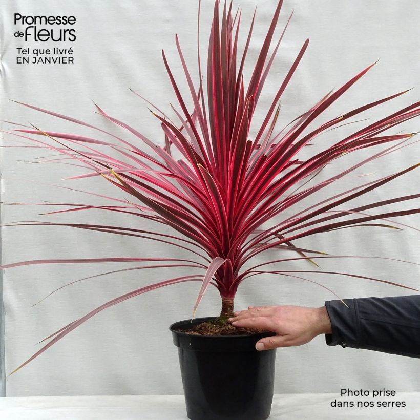 Spécimen de Cordyline Charlie boy® tel que livré en hiver