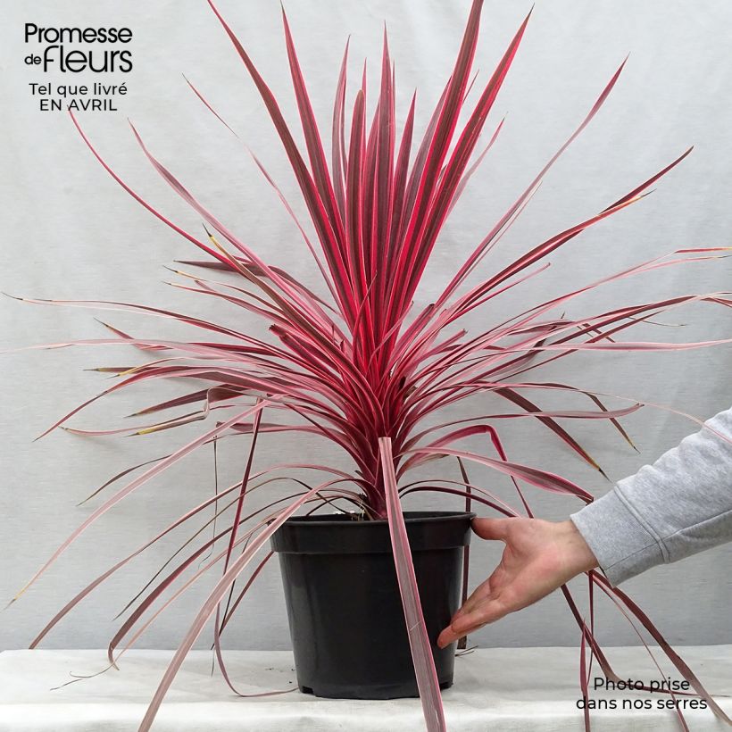 Spécimen de Cordyline Charlie boy® Pot de 4L/5L tel que livré au printemps