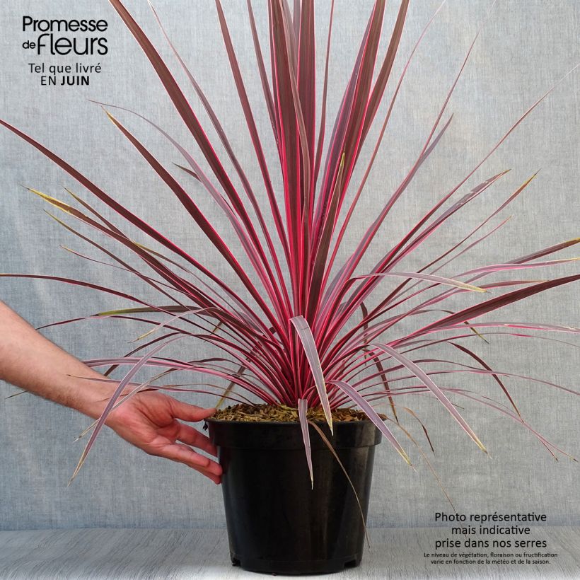 Spécimen de Cordyline Charlie boy® Pot de 4L/5L tel que livré en été