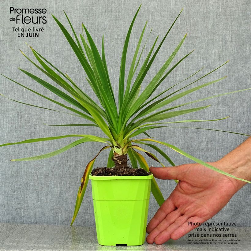 Spécimen de Cordyline Ti Tawhiti Pot de 1L/1,5L tel que livré en été