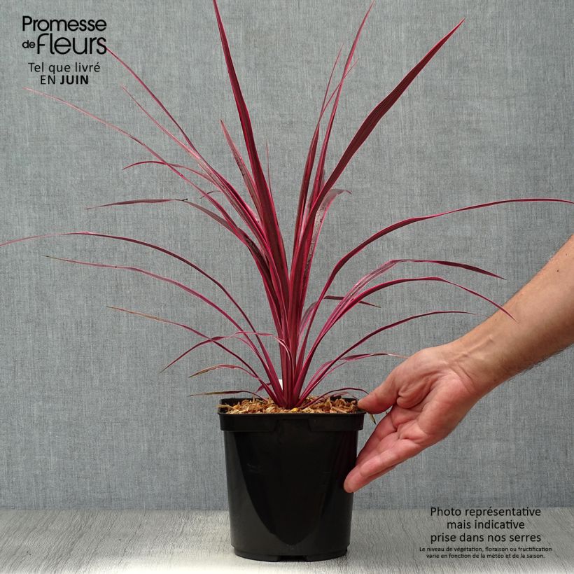 Spécimen de Cordyline australis Cherry Sensation Pot de 2L/3L tel que livré en été