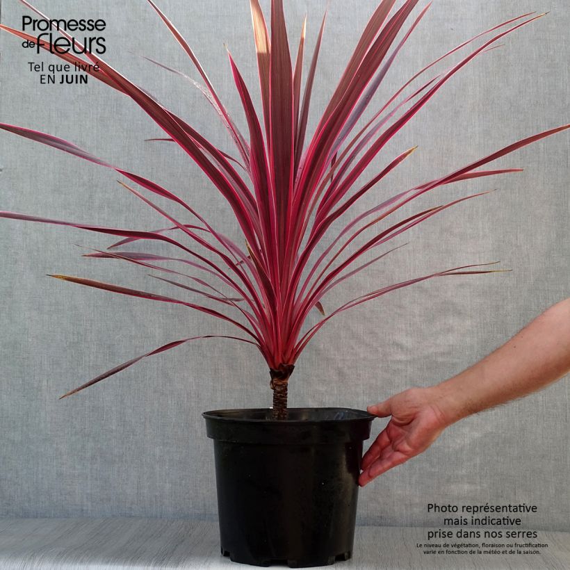 Spécimen de Cordyline australis Cherry Sensation Pot de 6L/7L tel que livré en été