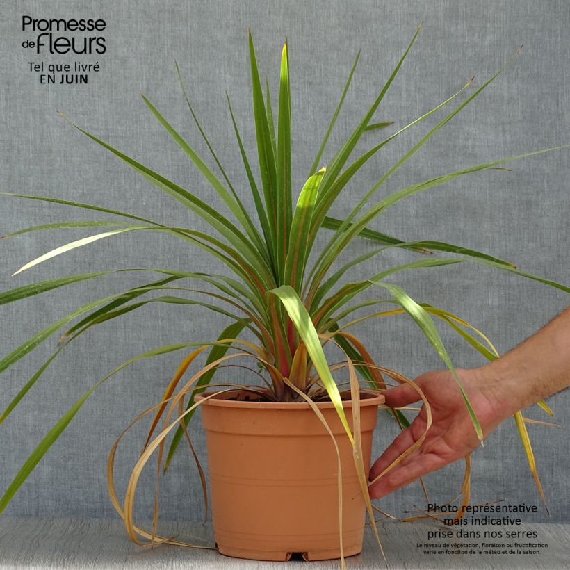 Spécimen de Cordyline australis Peko Pot de 3L/4L tel que livré en été