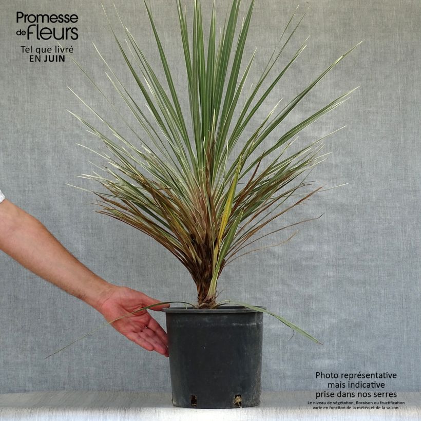 Spécimen de Cordyline australis Pink Champagne Pot de 7,5L/10L tel que livré en été