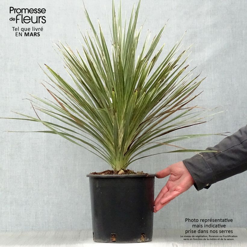 Spécimen de Cordyline australis Pink Champagne tel que livré au printemps