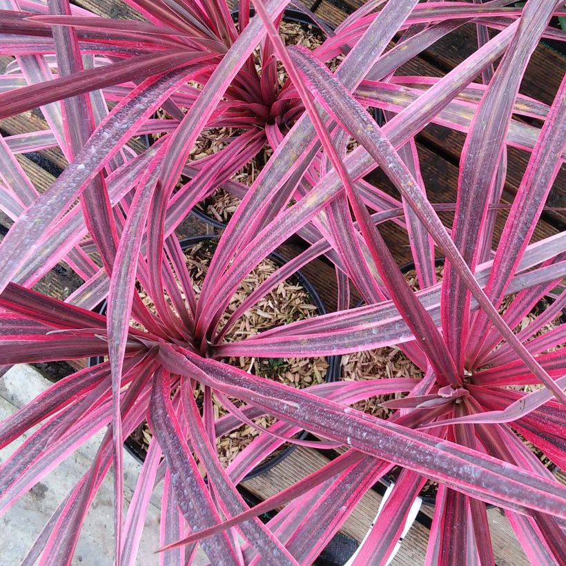 Cordyline australis Pink passion (Floraison)