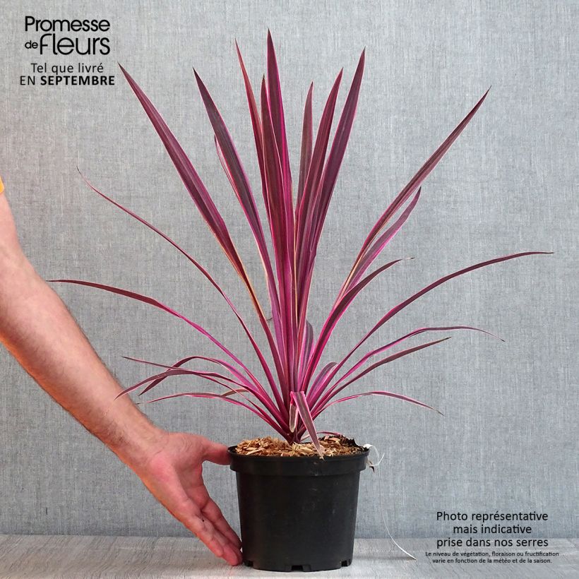 Spécimen de Cordyline australis Pink passion Pot de 2L/3L tel que livré en été