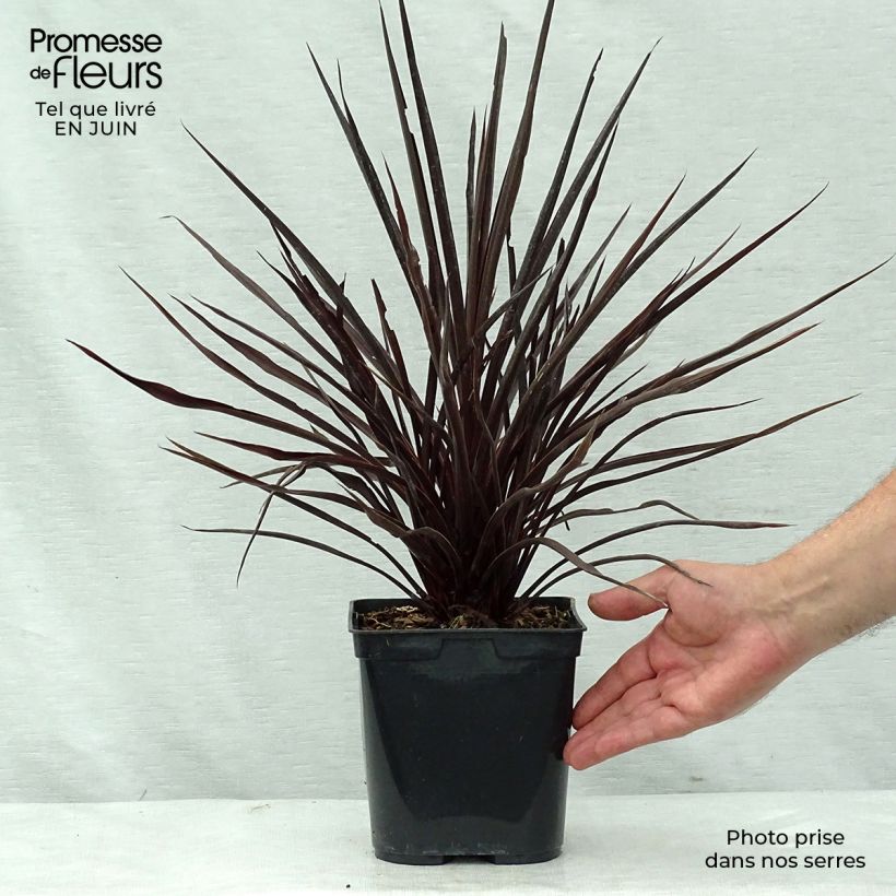 Spécimen de Cordyline australis Red Star Pot de 2L/3L tel que livré en été