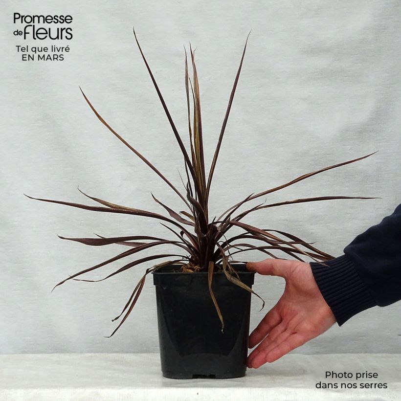 Spécimen de Cordyline australis Red Star en pot de 2/3 litres tel que livré au printemps