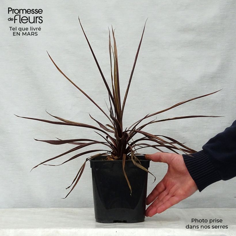 Spécimen de Cordyline australis Red Star tel que livré au printemps